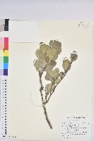 白樹仔藏品圖，第1張