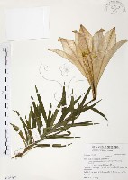 臺灣百合藏品圖，第1張