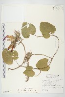 銳葉牽牛藏品圖，第1張