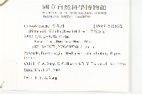 銳葉牽牛藏品圖，第2張