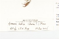 銳葉牽牛藏品圖，第3張