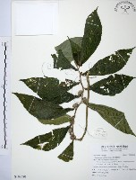 食用樓梯草藏品圖，第1張