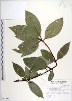 蘭嶼新木薑子藏品圖，第1張