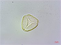 大花赤楠藏品圖，第1張