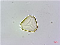 大花赤楠藏品圖，第2張