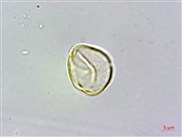 大花赤楠藏品圖，第3張