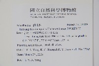 卵葉鱗球花藏品圖，第2張