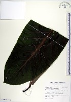 蘭嶼木薑子藏品圖，第1張