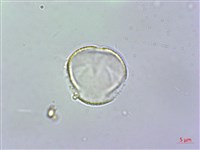 雄胞囊草、槳果苣苔藏品圖，第1張