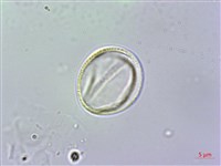 雄胞囊草、槳果苣苔藏品圖，第3張