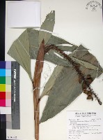 蘭嶼法氏薑藏品圖，第1張