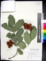 蘭嶼椌木藏品圖，第1張