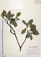 厚葉石斑木藏品圖，第1張