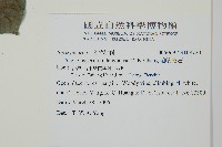 蘭嶼絡石藏品圖，第2張