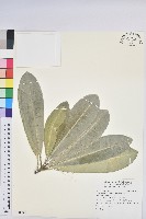 蘭嶼土沉香藏品圖，第1張