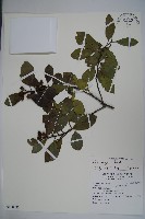 全緣葉冬青藏品圖，第1張