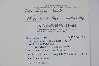 全緣葉冬青藏品圖，第2張