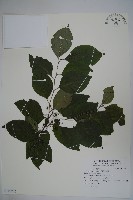 草野氏冬青藏品圖，第1張