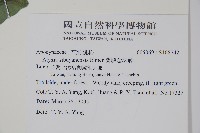 蘭嶼念珠藤藏品圖，第2張