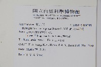 直立半插花藏品圖，第2張