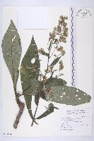 大花艾納香藏品圖，第1張