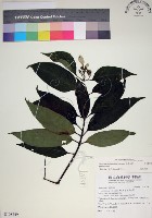 玉葉金花藏品圖，第1張