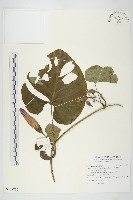 大萼旋花藏品圖，第1張