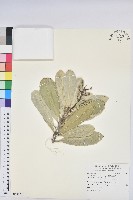 蘭嶼土沉香藏品圖，第1張