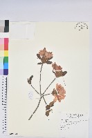 金毛杜鵑藏品圖，第1張