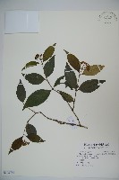 玉山糯米樹、狹葉糯米樹藏品圖，第1張