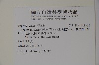 玉山糯米樹、狹葉糯米樹藏品圖，第2張