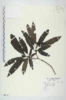 桃葉珊瑚藏品圖，第1張