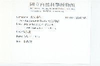 桃葉珊瑚藏品圖，第2張