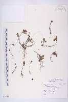 登錄號:S108792藏品圖，第1張