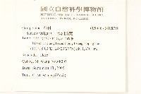 歐洲黃菀藏品圖，第2張