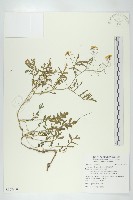 歐亞蔊菜藏品圖，第1張