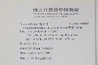 薄葉牛皮消藏品圖，第2張