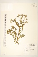 歐洲黃菀藏品圖，第1張