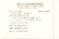 歐洲黃菀藏品圖，第2張