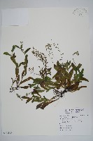 野勿忘草藏品圖，第1張