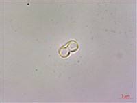 野勿忘草藏品圖，第2張