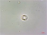 野勿忘草藏品圖，第3張