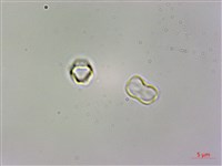 野勿忘草藏品圖，第4張