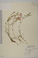 玉山石竹藏品圖，第1張