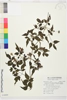 巴氏鐵線蓮藏品圖，第1張