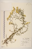 秋鼠麴草藏品圖，第1張