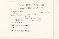 秋鼠麴草藏品圖，第2張