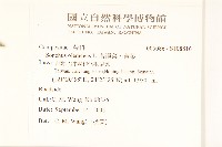 苦滇菜、苦菜藏品圖，第2張