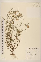 分枝鼠麴草藏品圖，第1張