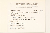 分枝鼠麴草藏品圖，第2張